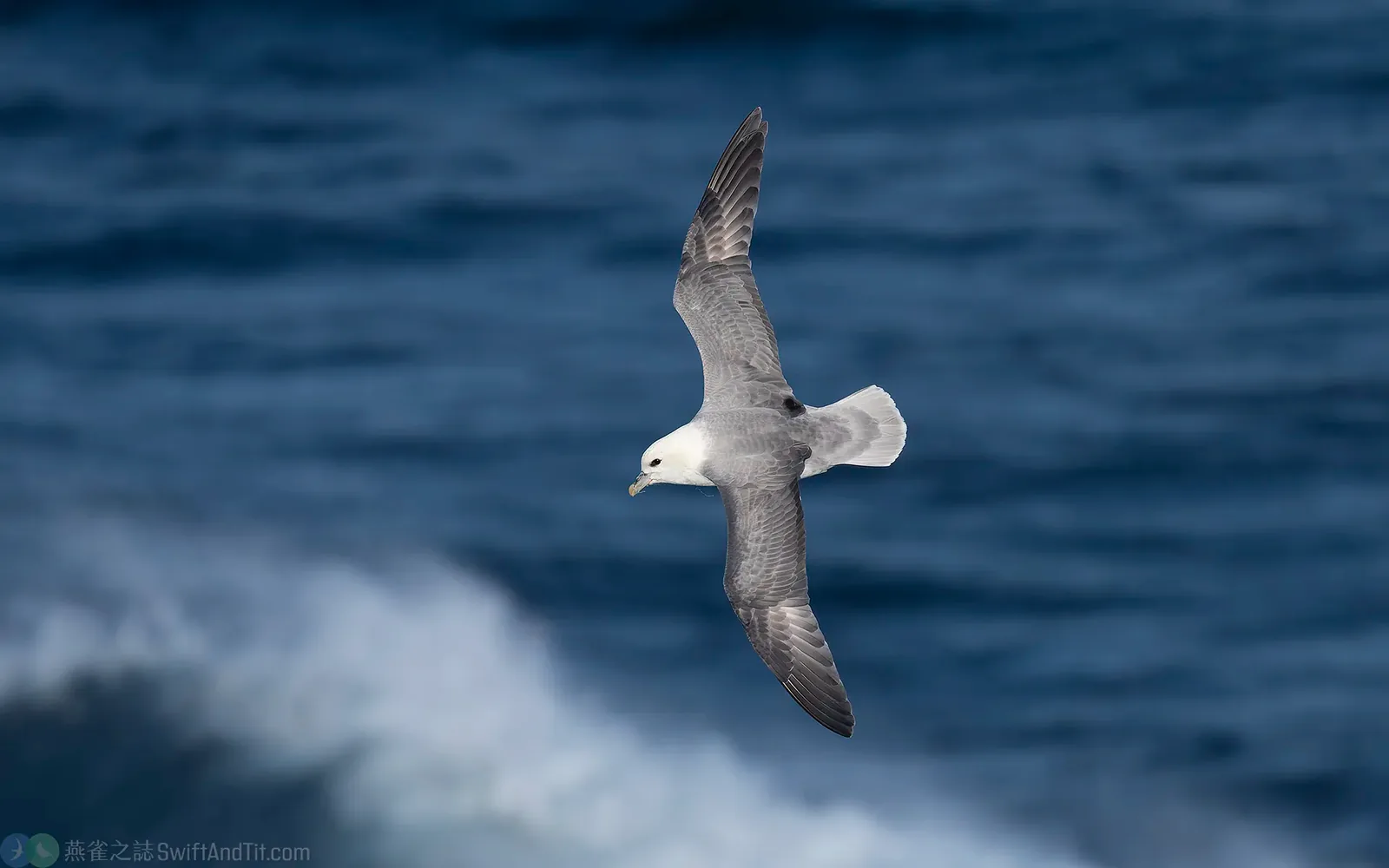 暴風鸌 Northern Fulmar