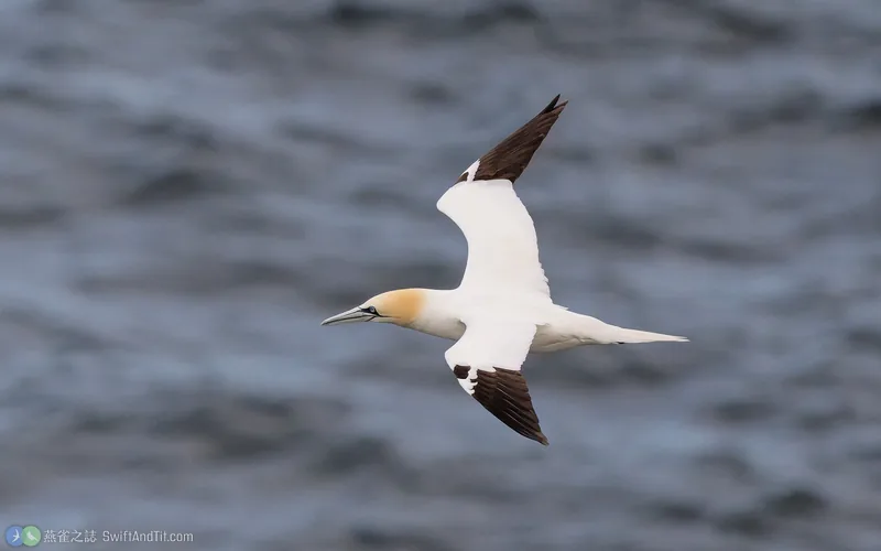 北方鰹鳥 Northern Gannet