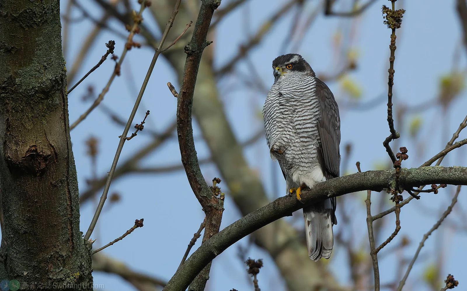 蒼鷹 Eurasian Goshawk
