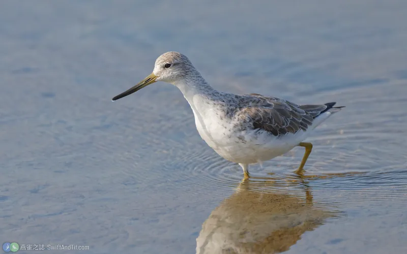 諾氏鷸 Nordmann's Greenshank