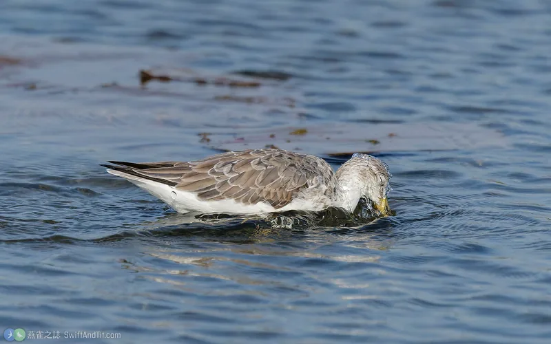 諾氏鷸 Nordmann's Greenshank
