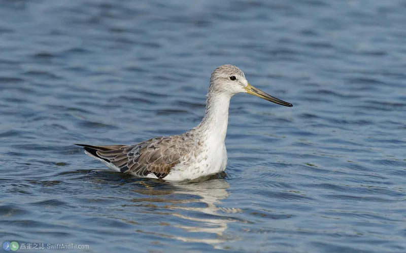 諾氏鷸 Nordmann's Greenshank