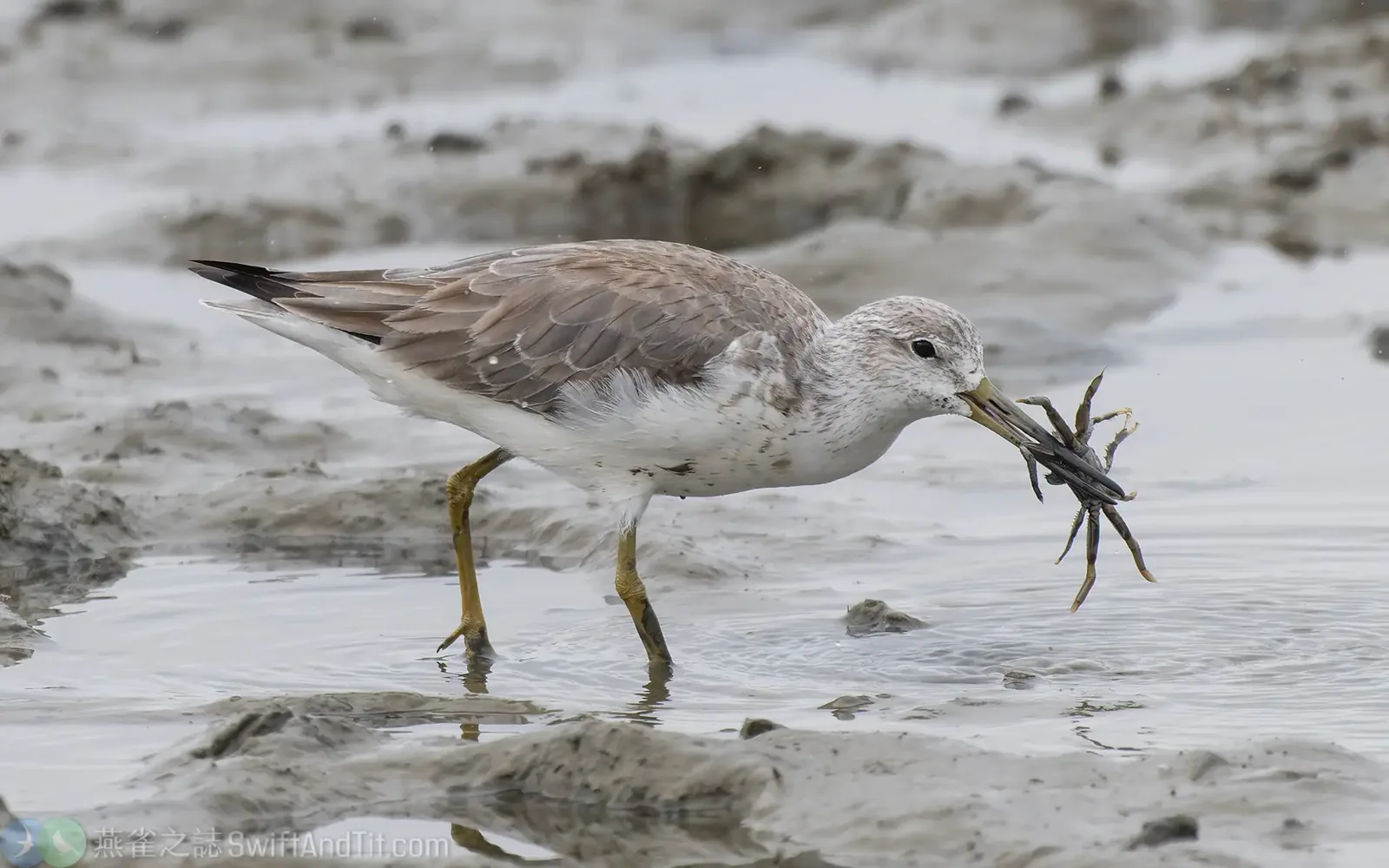 諾氏鷸 Nordmann's Greenshank