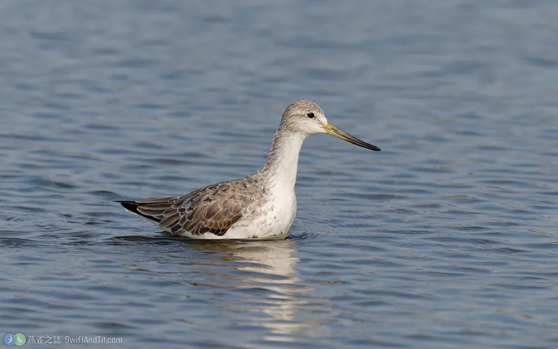 諾氏鷸 Nordmann's Greenshank