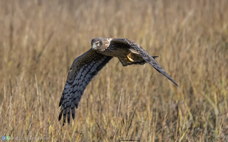 北方澤鵟 Northern Harrier