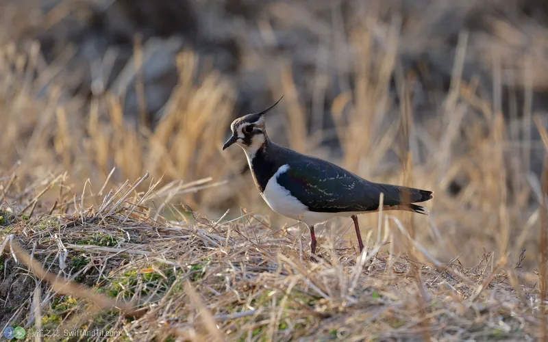 小辮鴴 Northern Lapwing 非繁殖羽