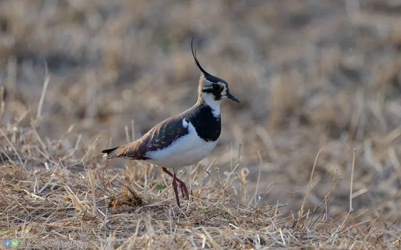 小辮鴴 Northern Lapwing 非繁殖羽
