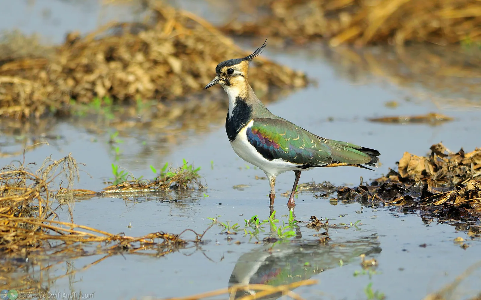 小辮鴴 Northern Lapwing