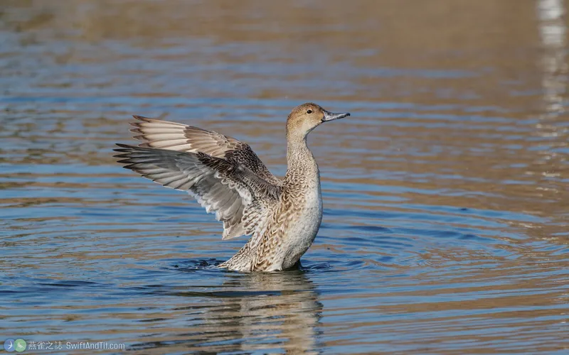 尖尾鴨 Northern Pintail