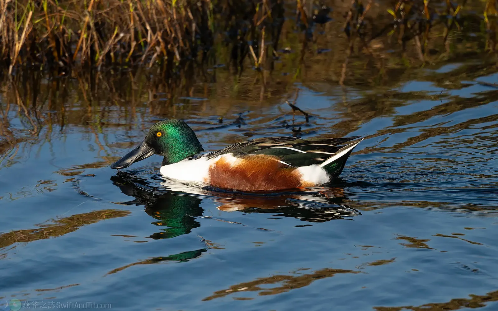 琵嘴鴨 Northern Shoveler