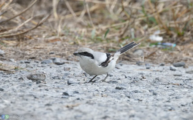 西方灰伯勞 Great Gray Shrike