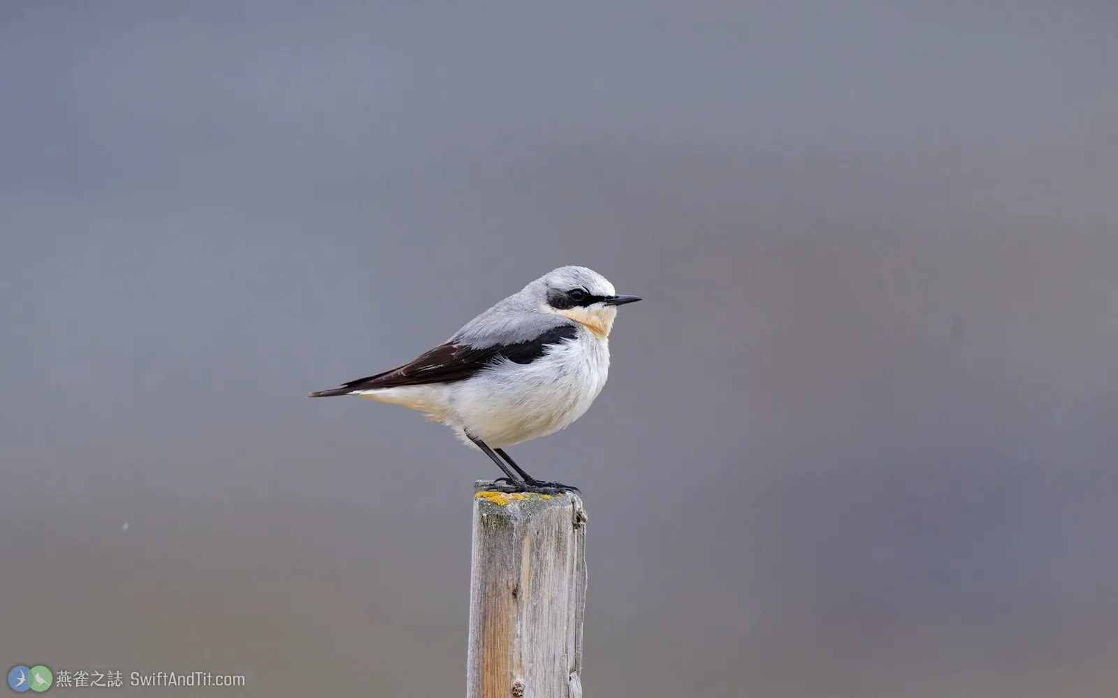 穗䳭 Northern Wheatear