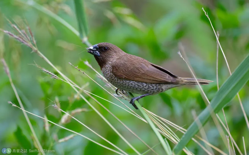 斑文鳥 Scaly-breasted Munia