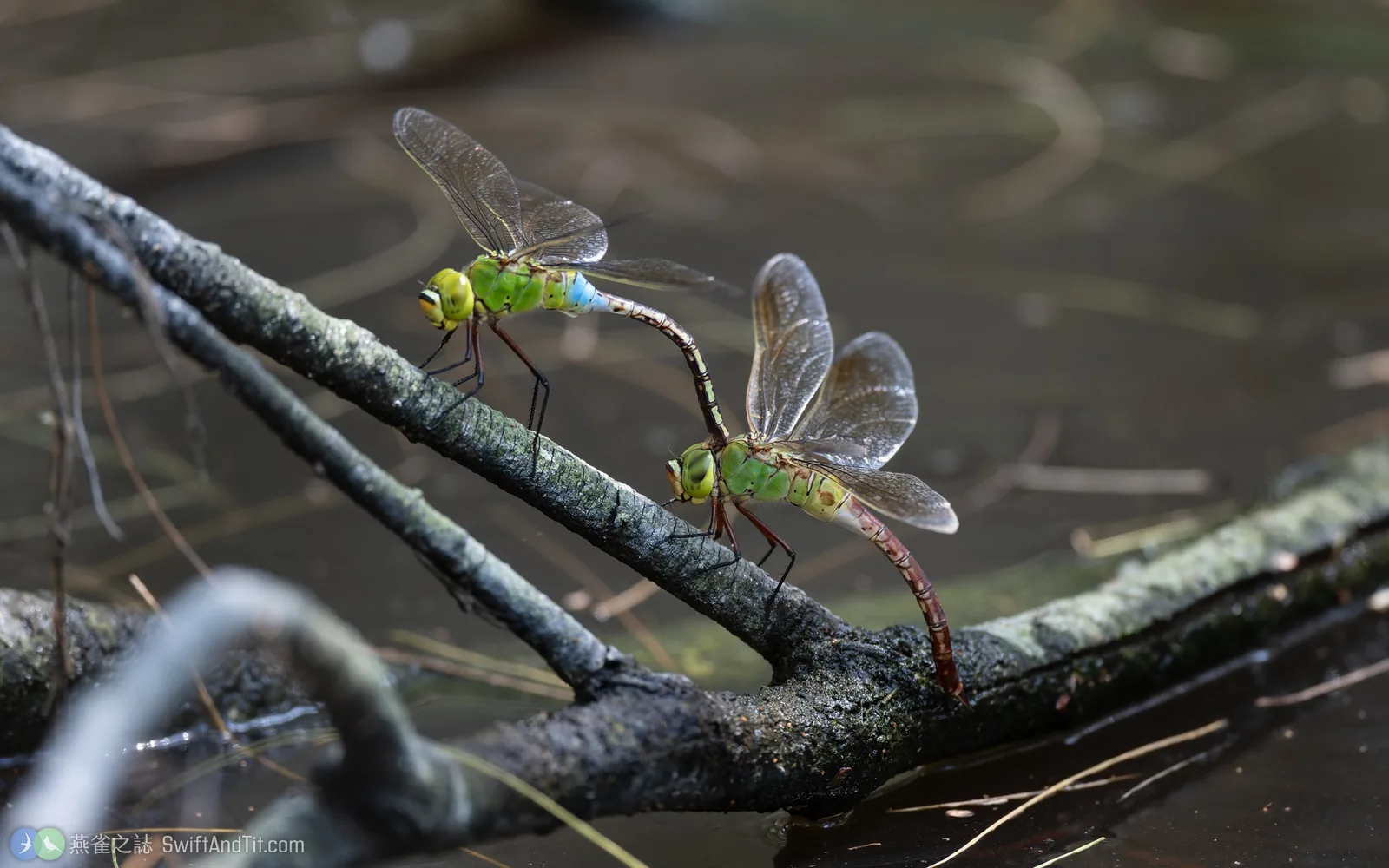 綠胸晏蜓 Anax julius