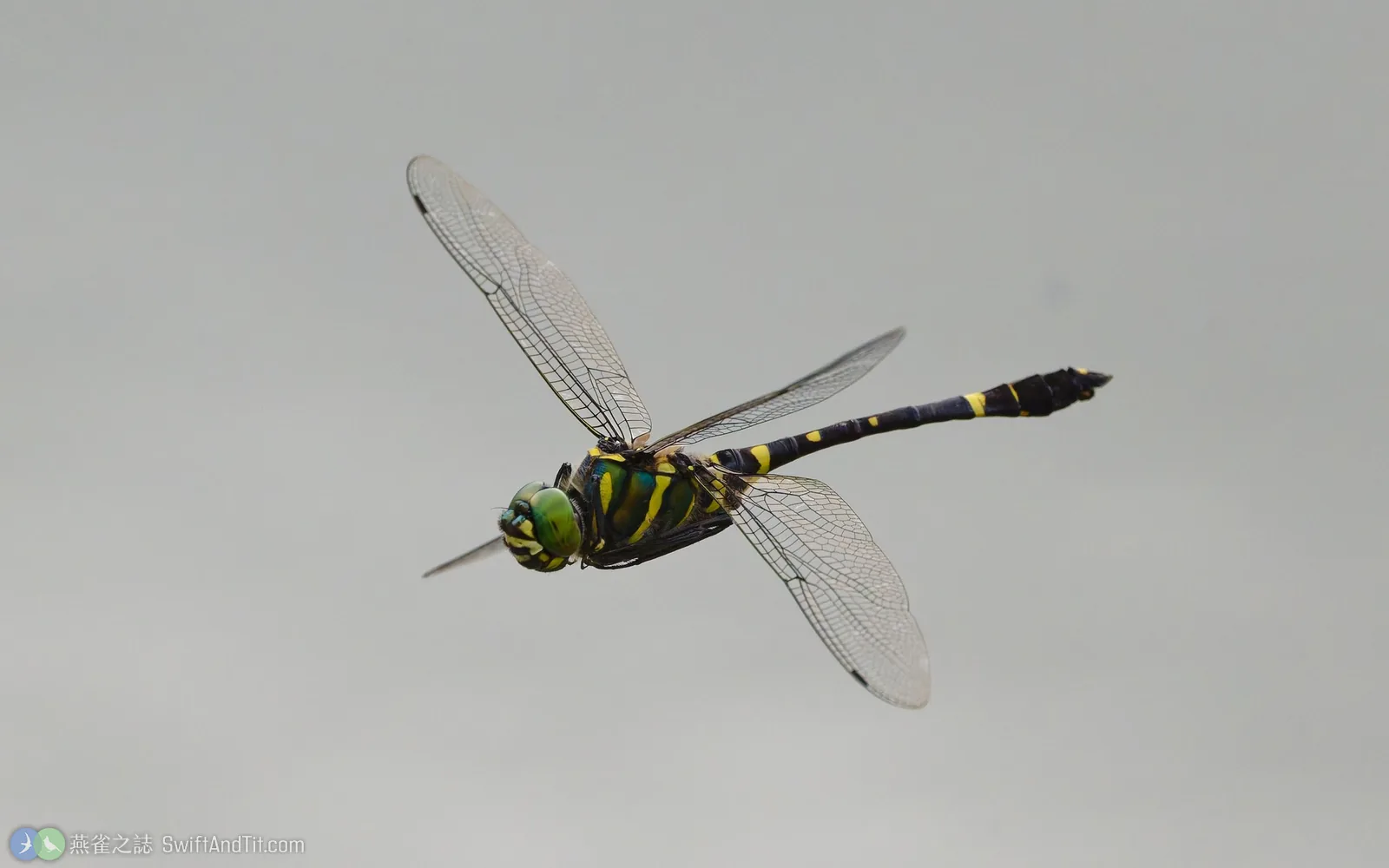 慧眼蛛蜓 Epophthalmia elegans