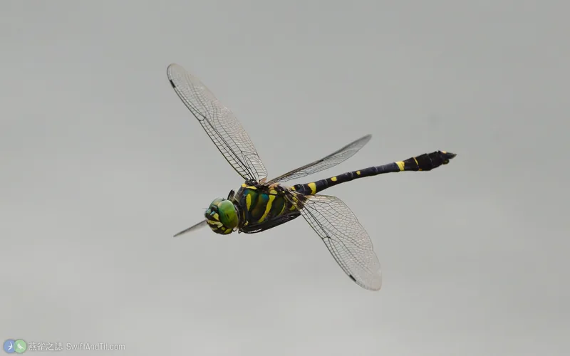 慧眼蛛蜓 Epophthalmia elegans