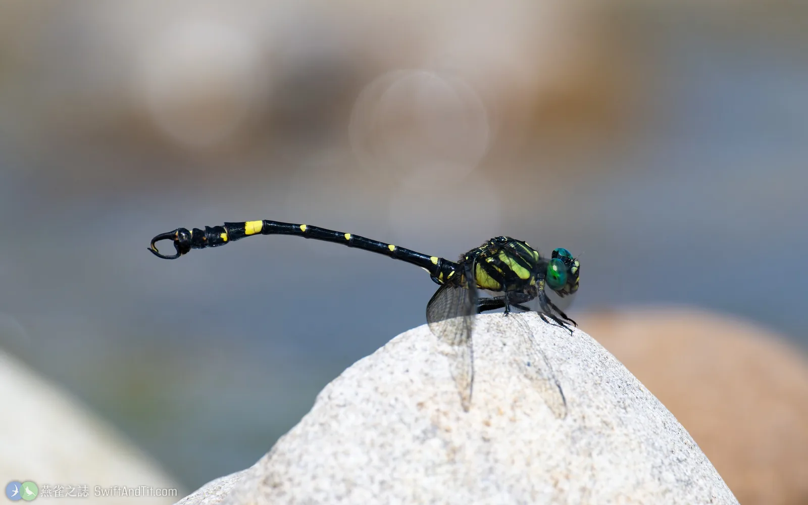 鉤尾春蜓 Lamelligomphus formosanus