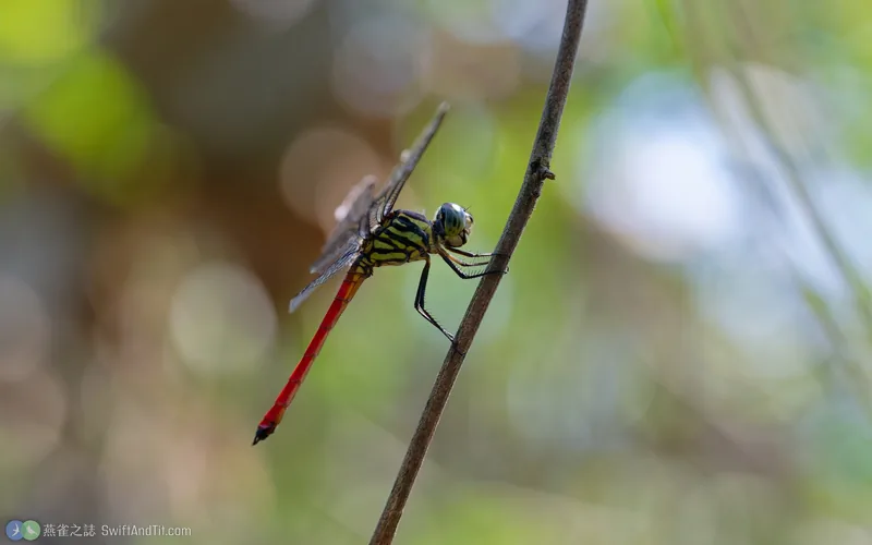 海神蜻蜓 Lathrecista asiatica