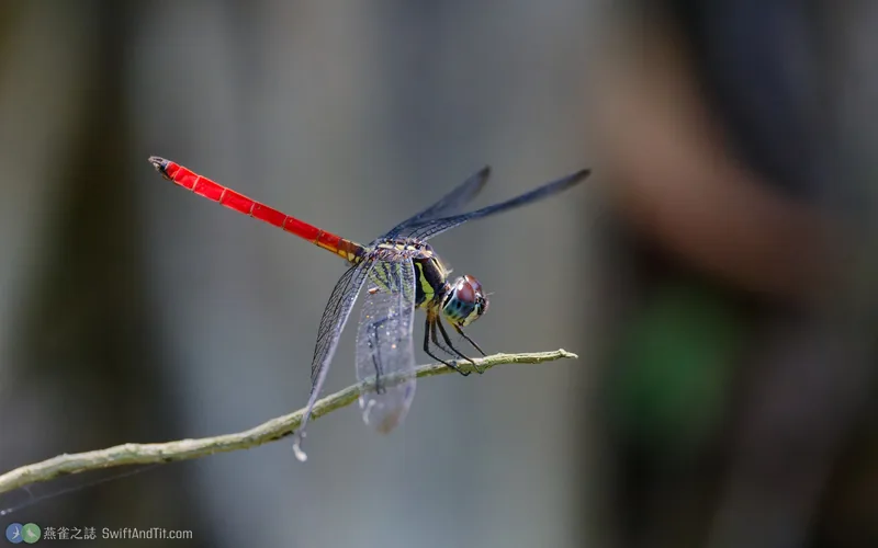 海神蜻蜓 Lathrecista asiatica