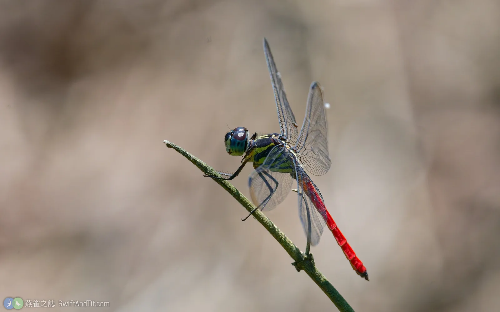 海神蜻蜓 Lathrecista asiatica