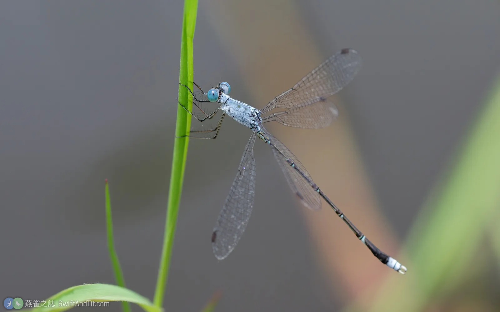 隱紋絲蟌 Lestes decipiens