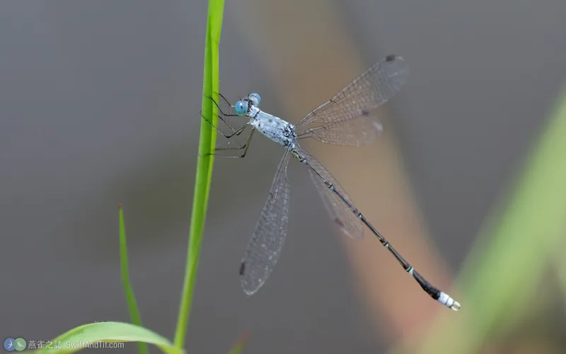 隱紋絲蟌 Lestes decipiens