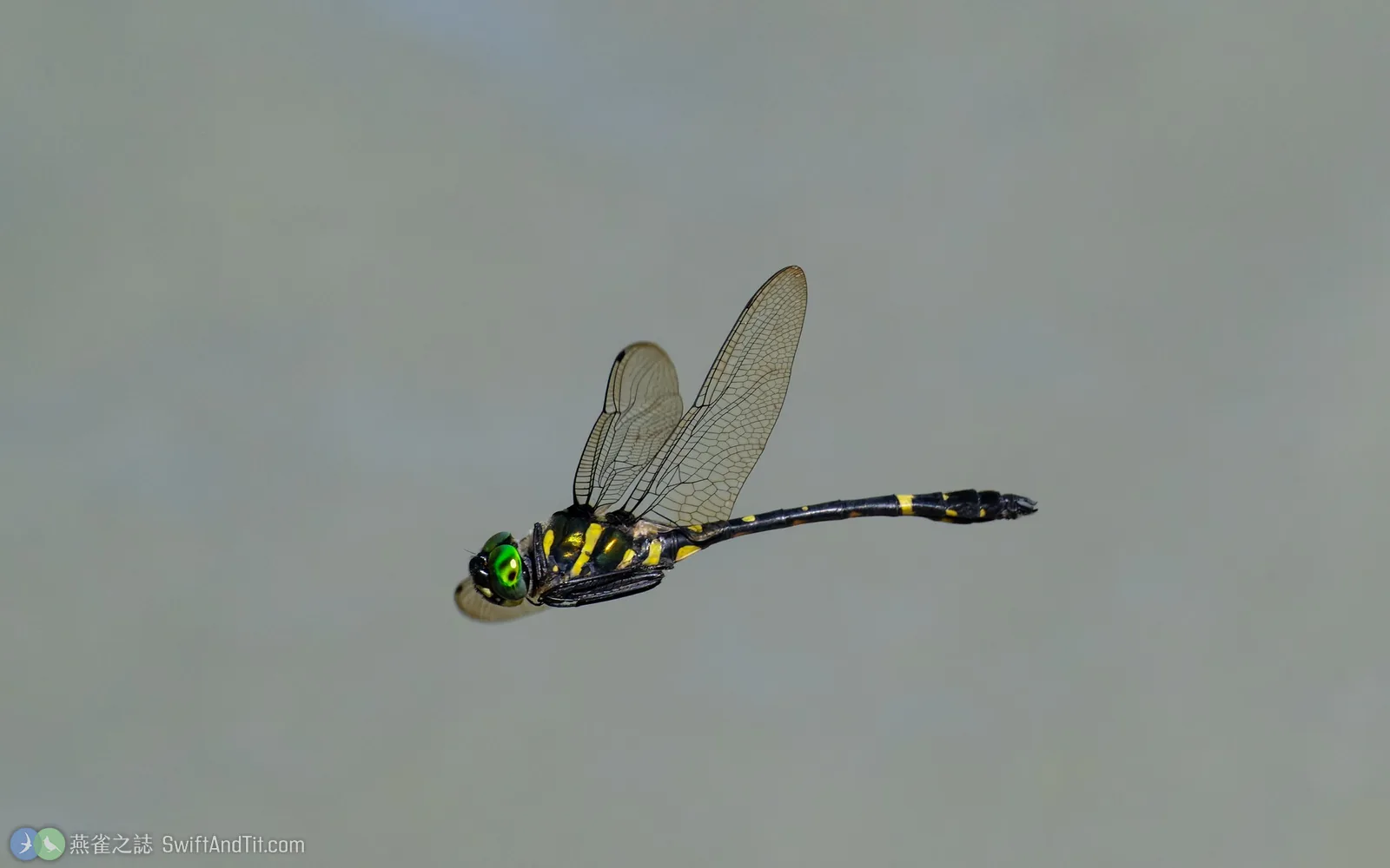 海神蛛蜓 Macromia clio