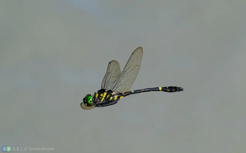 海神蛛蜓 Macromia clio 飛行