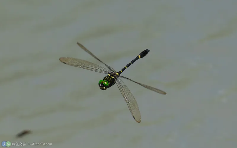 海神蛛蜓 Macromia clio 飛行