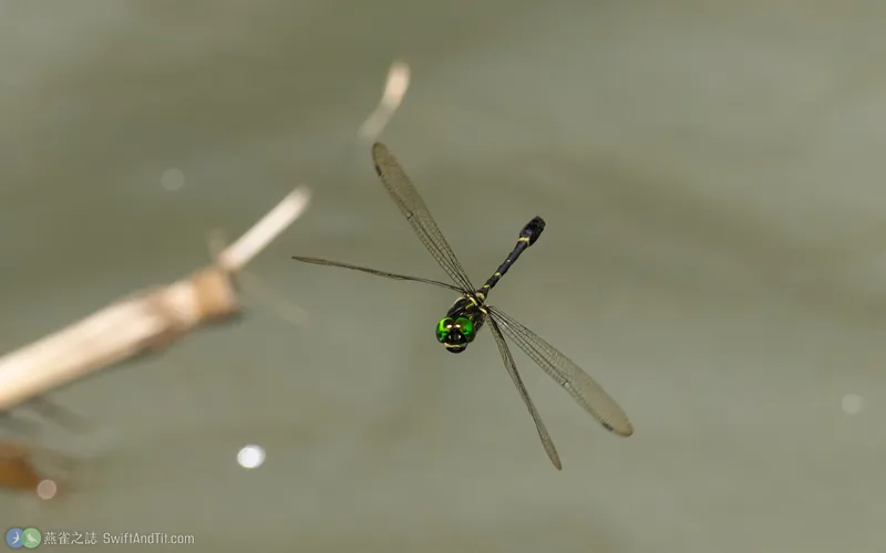 海神蛛蜓 Macromia clio 飛行