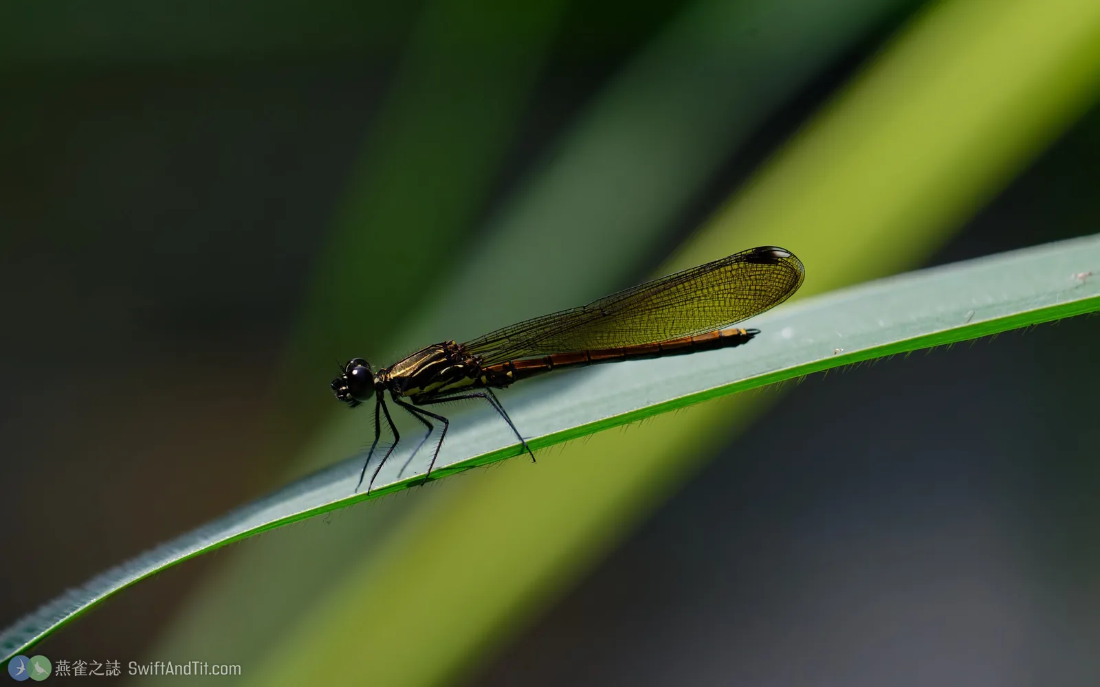 朱環鼓蟌 Rhinocypha taiwana