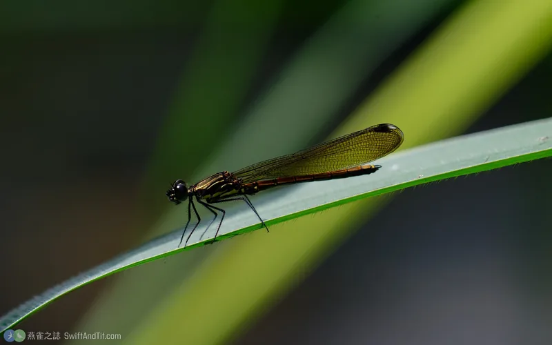 朱環鼓蟌 Rhinocypha taiwana