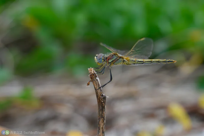 紅脈蜻蜓 Sympetrum fonscolombii