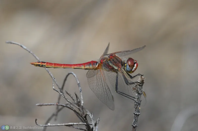 紅脈蜻蜓 Sympetrum fonscolombii 雄