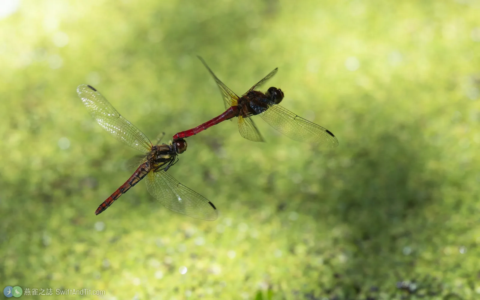 黃基蜻蜓 Sympetrum speciosum