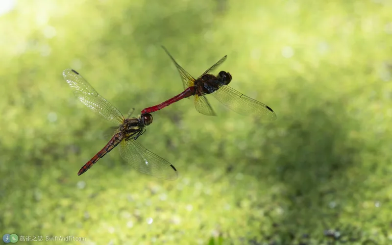 黃基蜻蜓 Sympetrum speciosum
