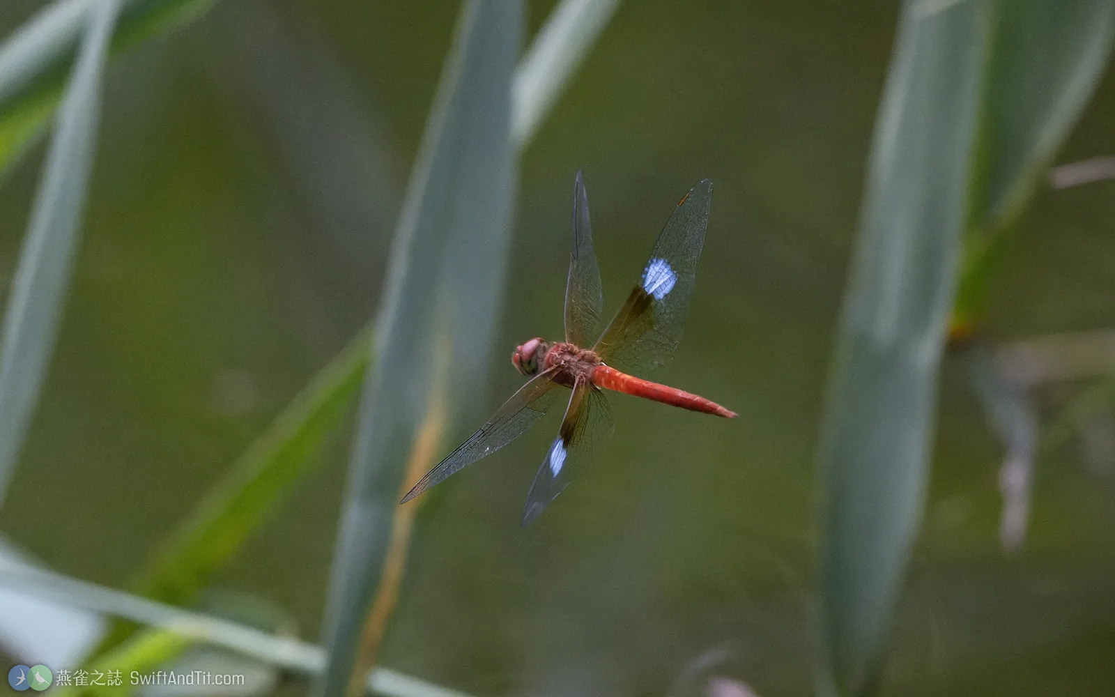 夜遊蜻蜓 Tholymis tillarga