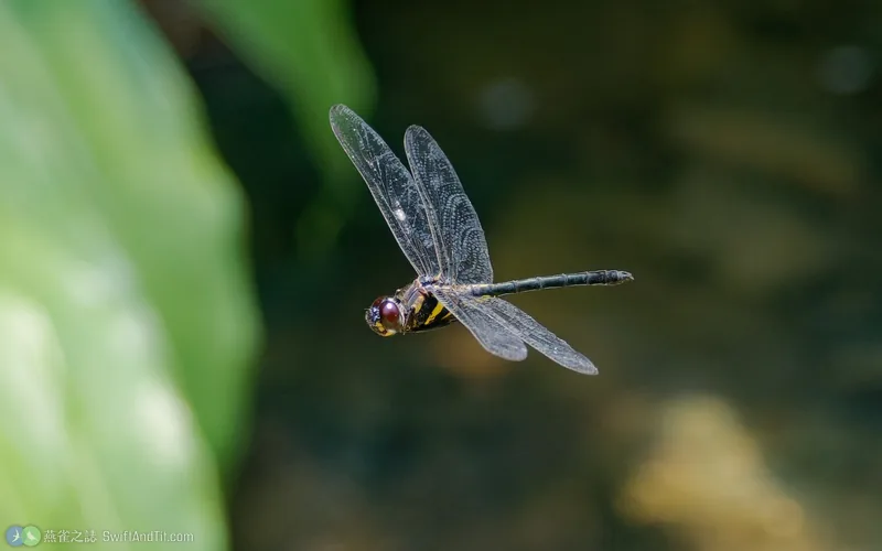 高砂蜻蜓 Zygonyx takasago