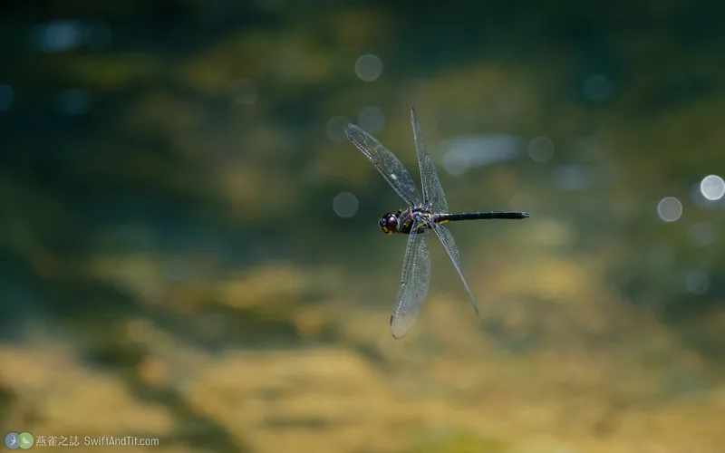 高砂蜻蜓 Zygonyx takasago
