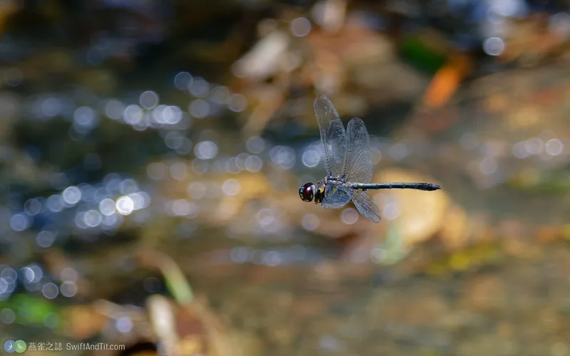 高砂蜻蜓 Zygonyx takasago