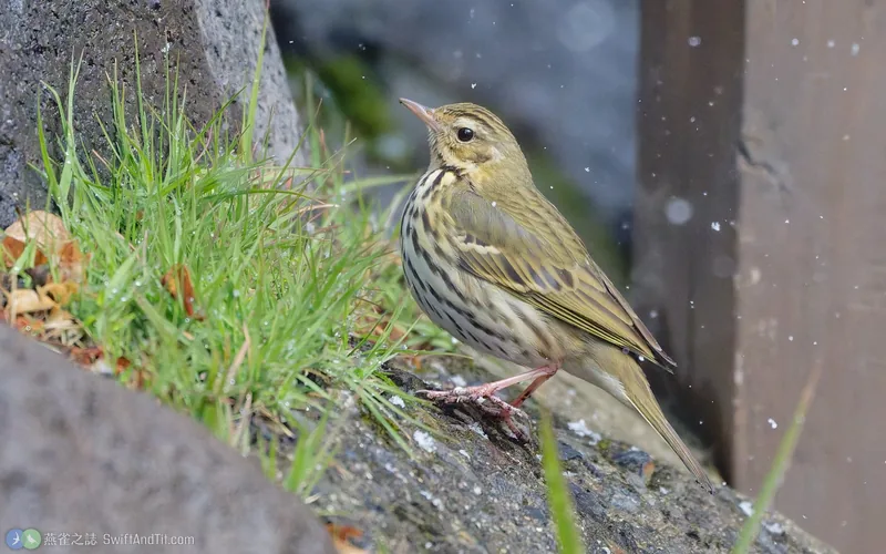 樹鷚 Olive-backed Pipit