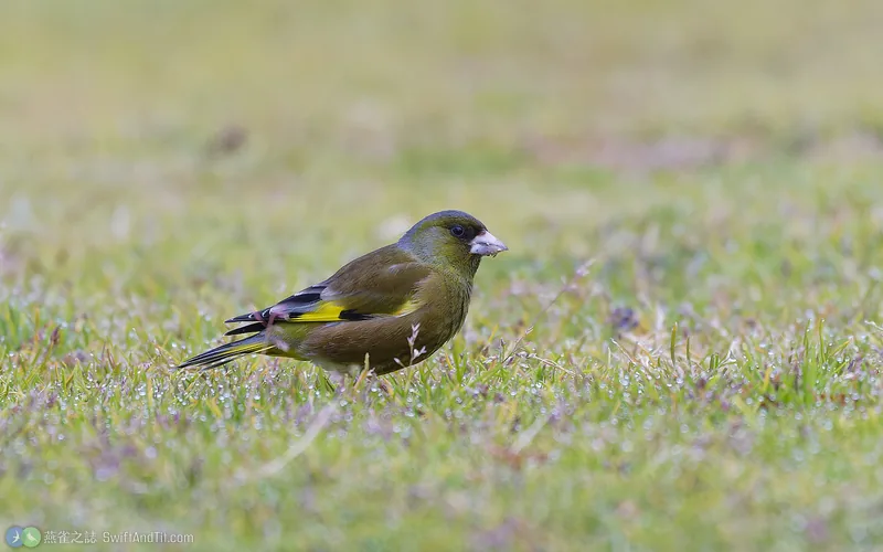 金翅雀 Oriental Greenfinch