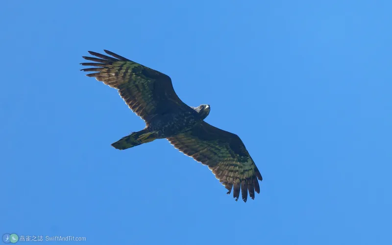 東方蜂鷹 Oriental Honey-buzzard