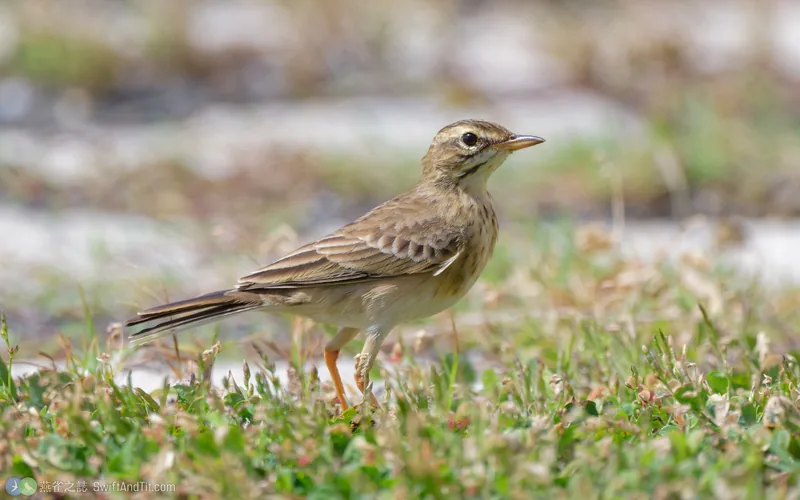 稻田鷚 Paddyfield Pipit