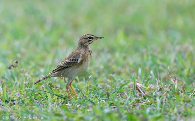 稻田鷚 Paddyfield Pipit