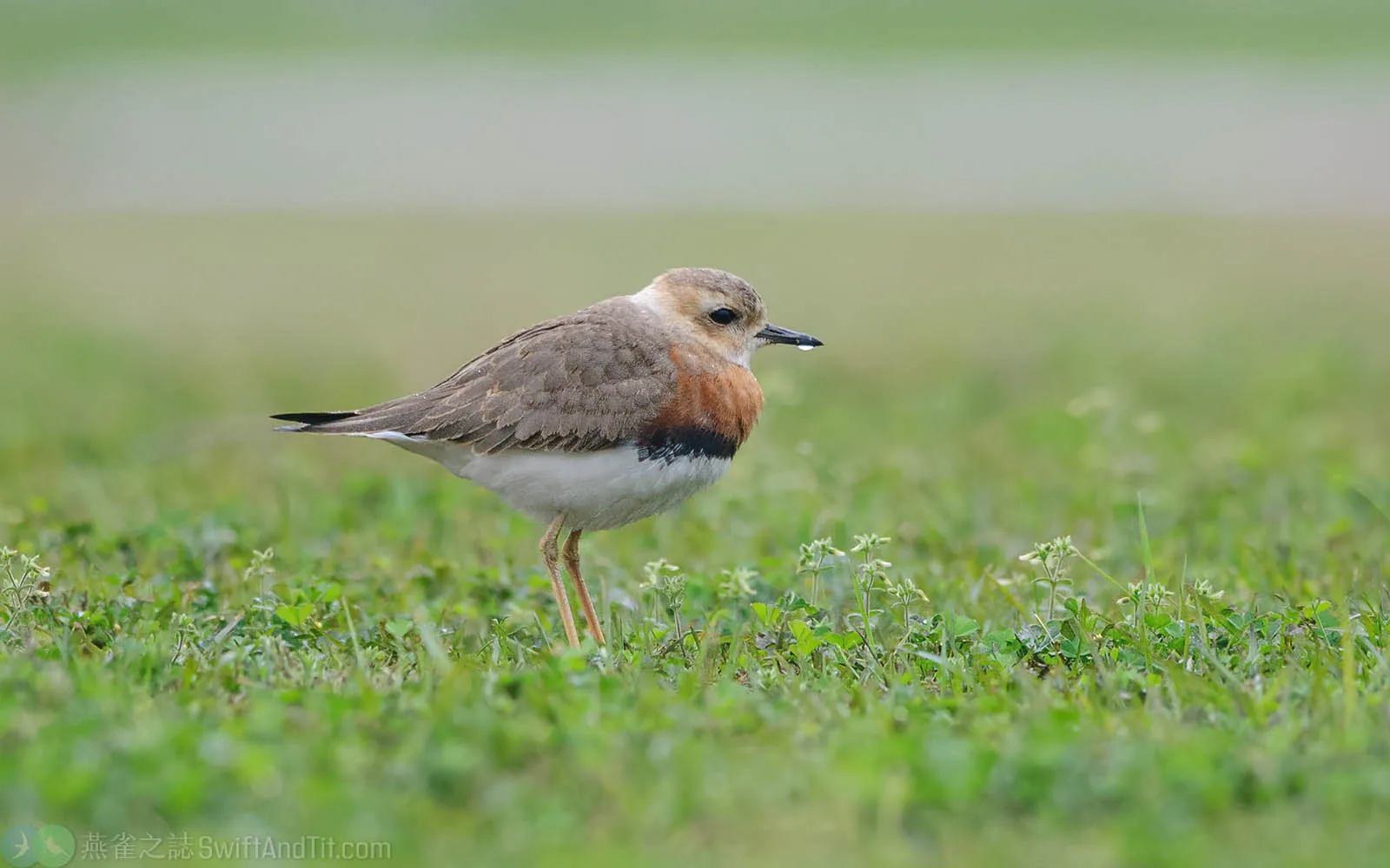 東方紅胸鴴 Oriental Plover