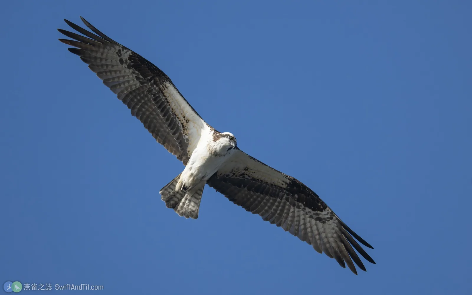 魚鷹 Osprey