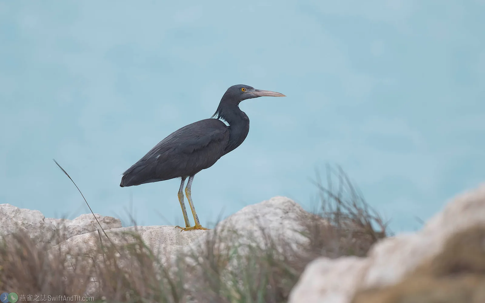 岩鷺 Pacific Reef-Heron