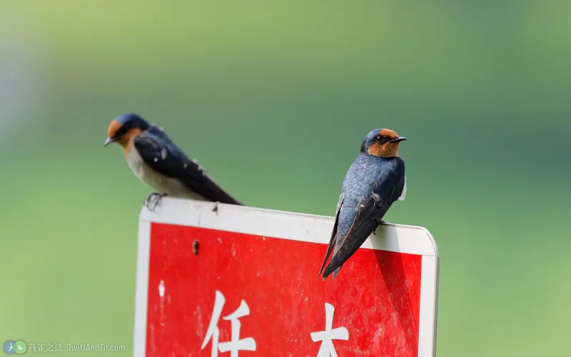 洋燕 Pacific Swallow