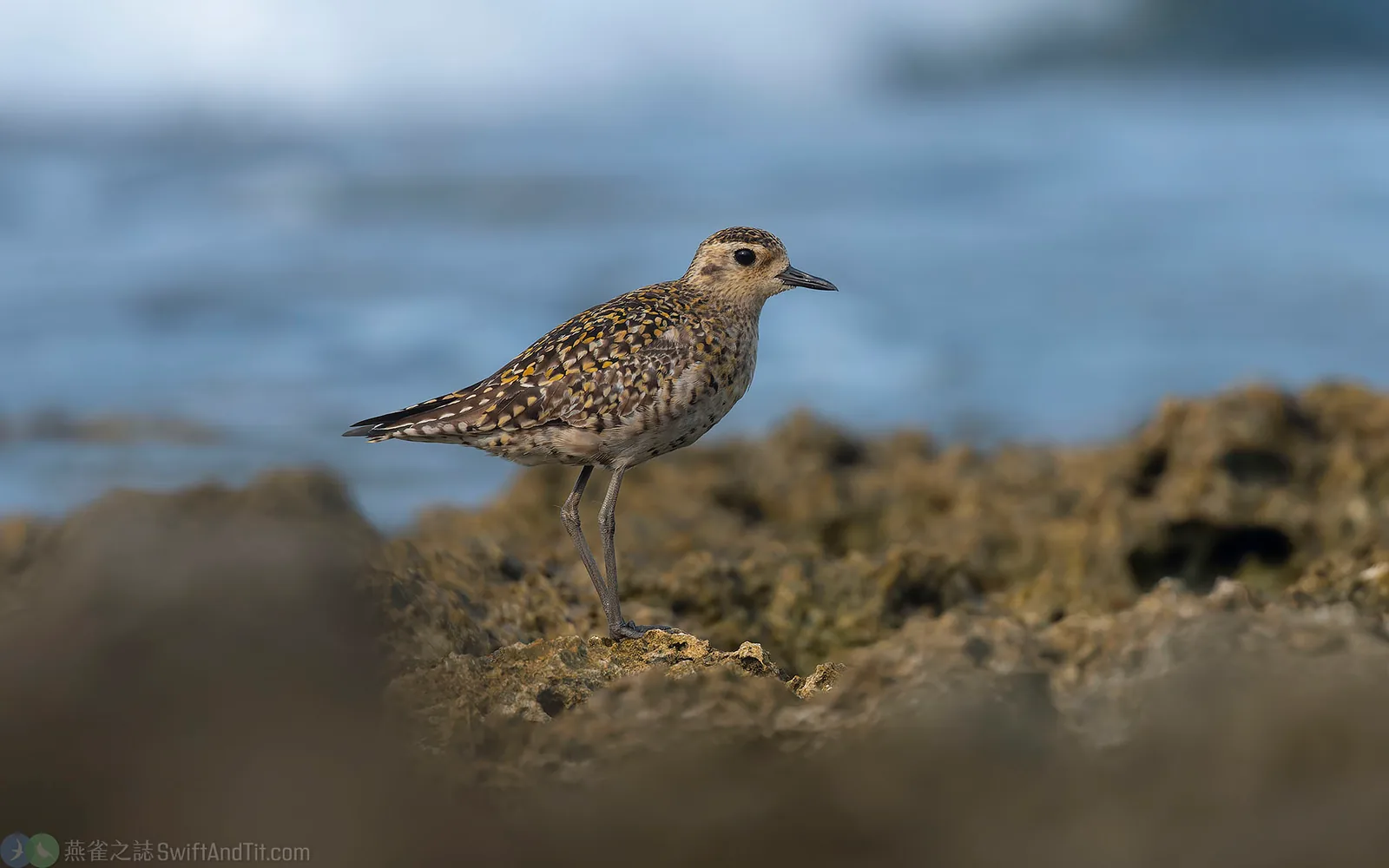 太平洋金斑鴴 Pacific Golden-Plover